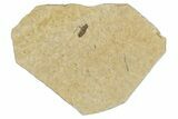 Detailed Fossil Marsh Fly (Tetanocera) - Cereste, France #290766-1